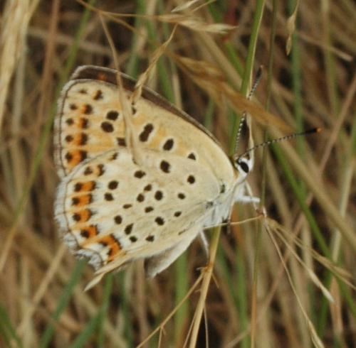 Lycaena tityrus